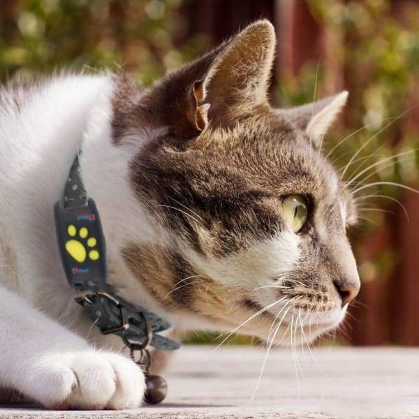 Zuverlässiges GPS-Katzenhalsband mit Echtzeit-Tracking für Haustiere