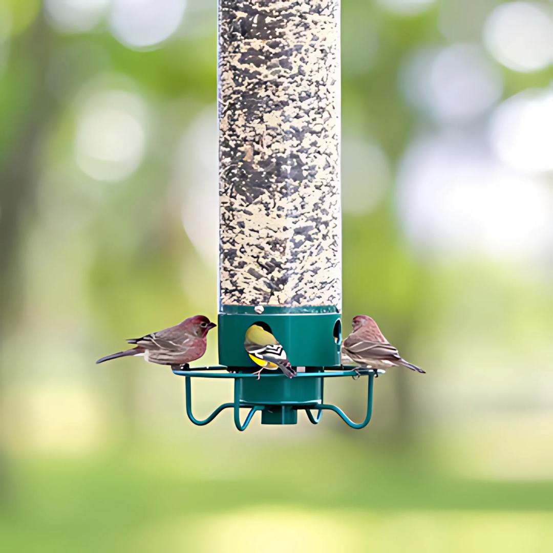 Eekhoorn-Proof Hangende Vogelvoeder voor Buiten met Grote Zaadcapaciteit