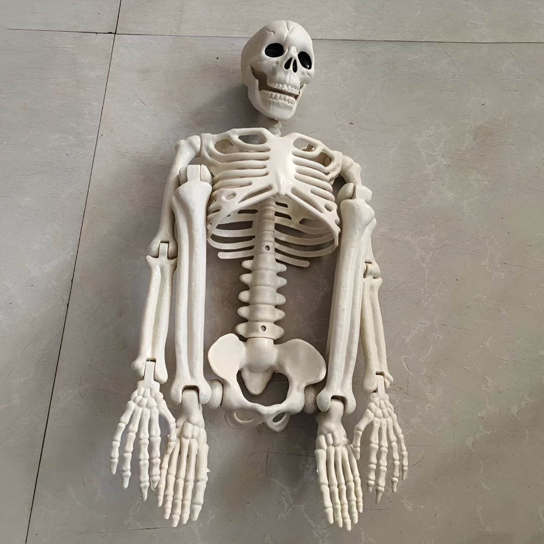 Realistisch Skelett voor Halloween Buiten Decoratie