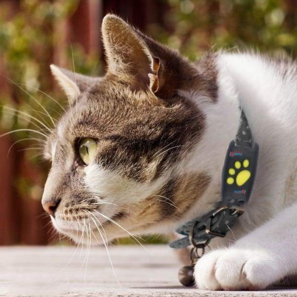 Slimme GPS Tracker voor Kat